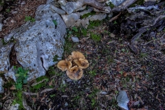 Corrasi-Lanaitho_10_Cuili-12