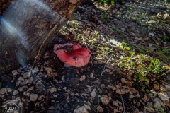 Corrasi-Lanaitho_10_Cuili-3