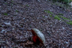 Corrasi-Lanaitho_10_Cuili-4