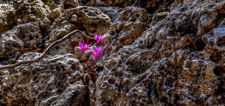 Flumineddu e Badde Tureddu