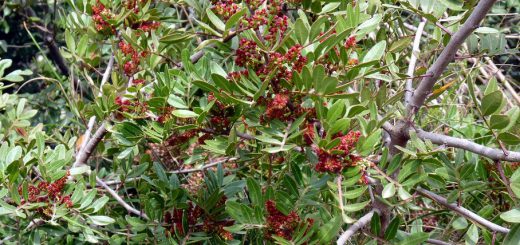 Lentisco - Lentischio